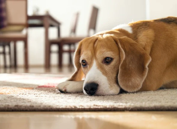 Paralysie due à une lésion de la moelle épinière chez le chien