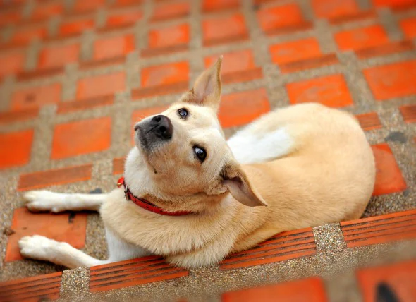 L’hypertrophie de la prostate chez le chien