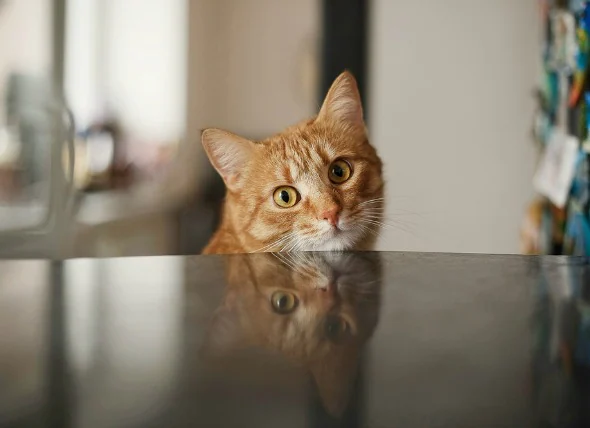 Collecte de liquide dans les poumons (non due à une maladie cardiaque) chez le chat