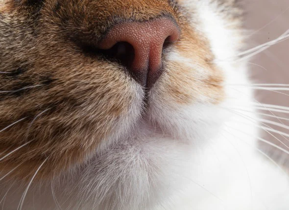 Cancer du nez et des sinus (carcinome épidermoïde) chez le chat