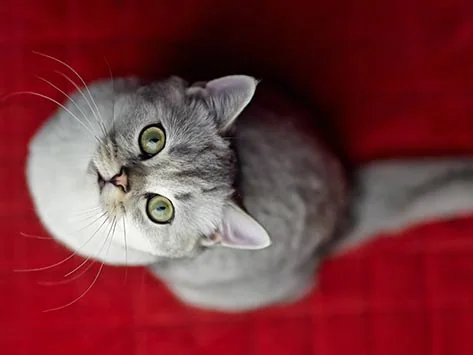 5 raisons pour lesquelles votre chat fait pipi sur le lit