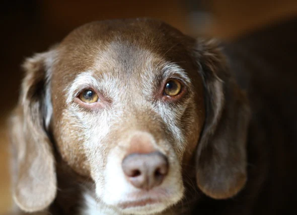 7 signes de la démence canine