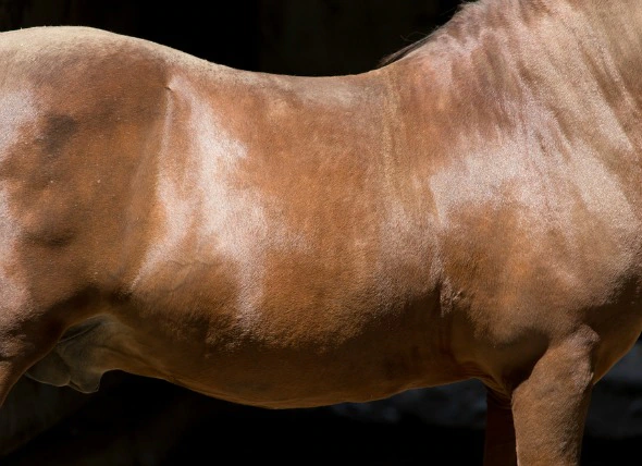 Abcès chez le cheval