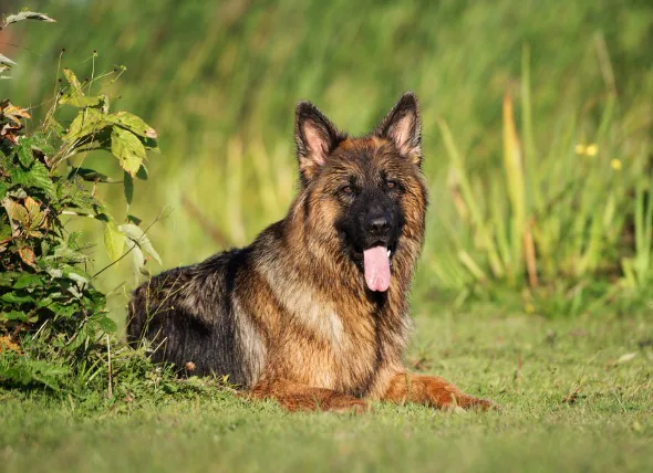 Accumulation de liquide dans le sac entourant le cœur chez le chien