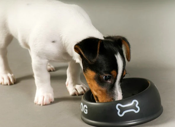 Activité réduite de l’estomac chez le chien