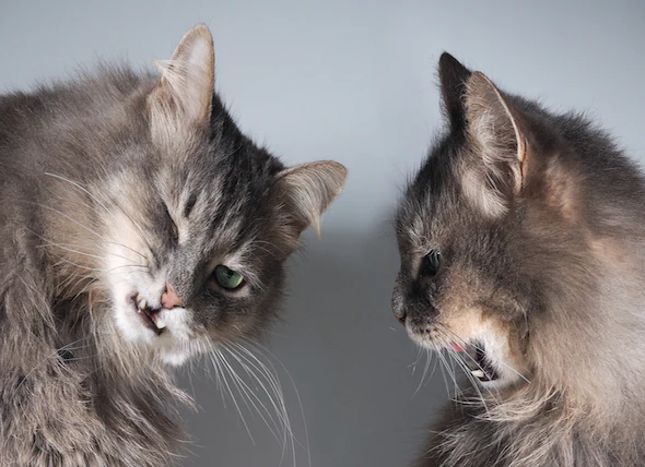 Agressivité entre chats