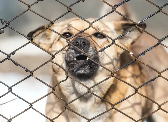 Agressivité possessive et territoriale chez le chien