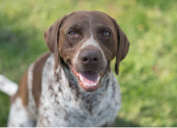 Allergies oculaires chez le chien : Symptômes et traitement