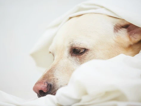 Alopécie X chez le chien : qu’est-ce que la maladie de la peau noire ?