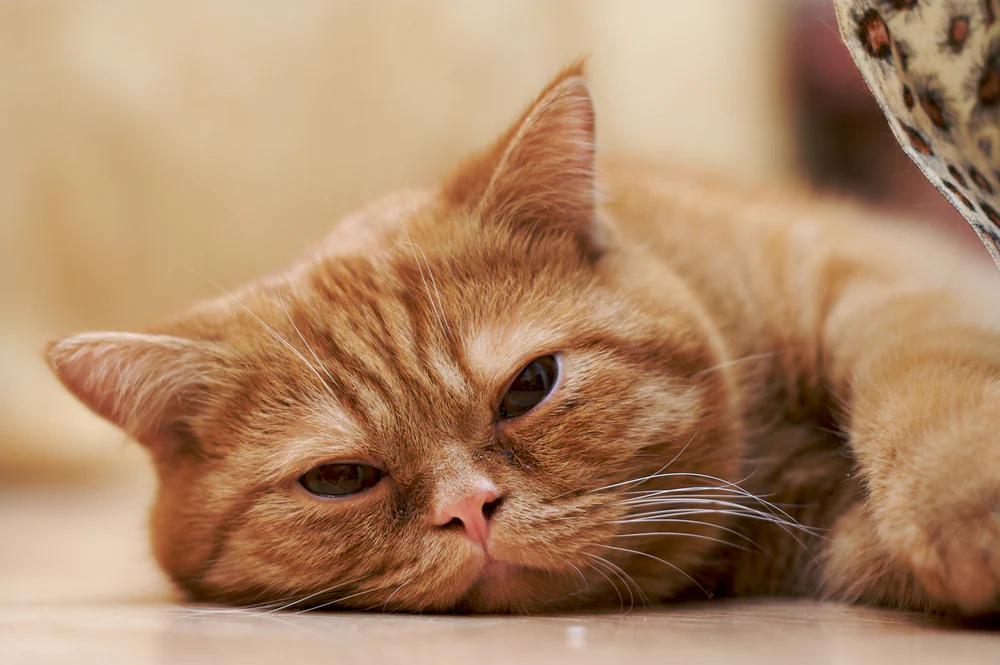 Anémie due à une carence en fer chez le chat