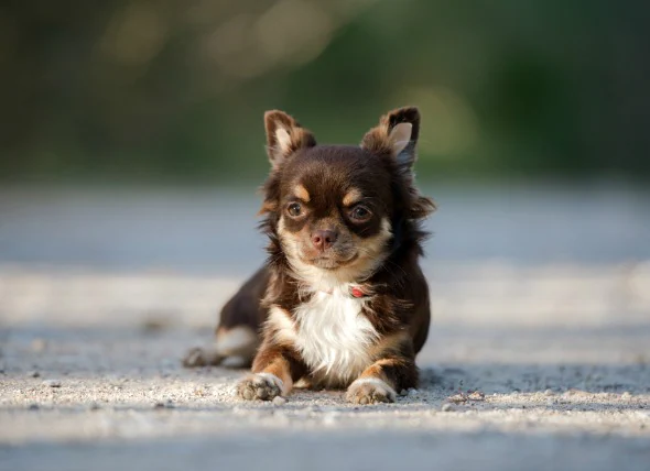 Anémie due à une carence en fer chez le chien