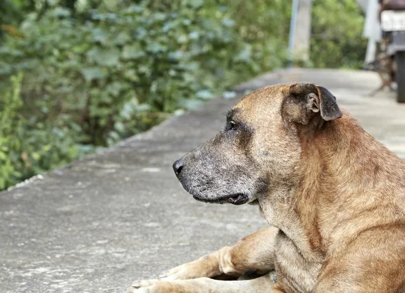 Anémie due à une insuffisance rénale chronique chez le chien