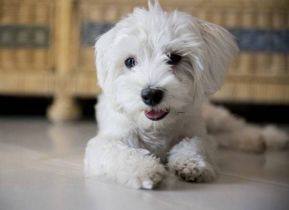 Anomalie génétique du foie chez le chien