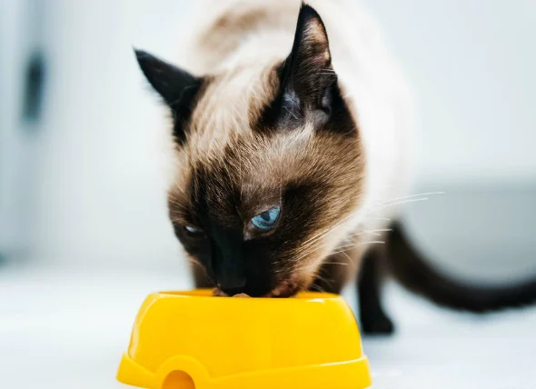 Augmentation de l’appétit chez les chats