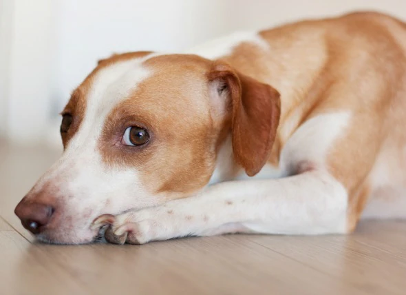 Bactéries excessives dans l’intestin grêle chez le chien