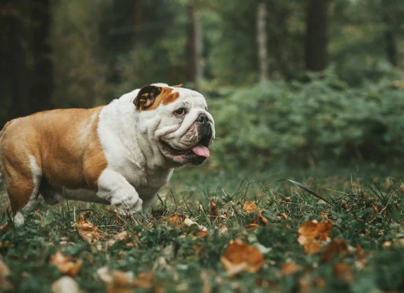 Battement cardiaque rapide chez le chien