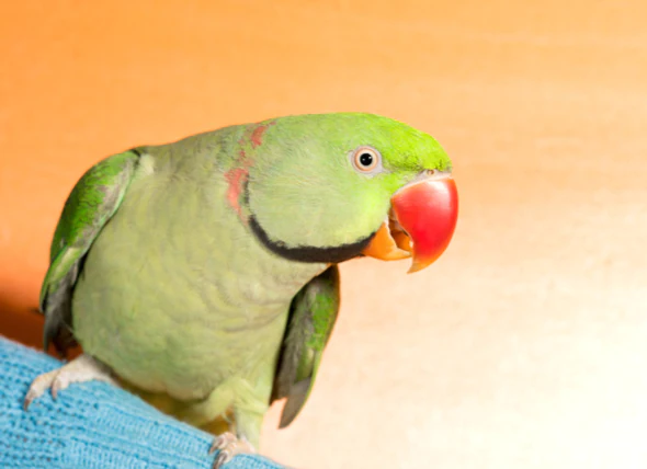 Becs cassés et blessés chez les oiseaux