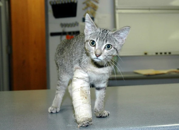 Blessure à la patte avant chez le chat