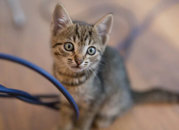 Blessure par morsure du cordon électrique chez le chat