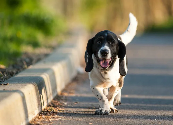 Boiterie chez le chien