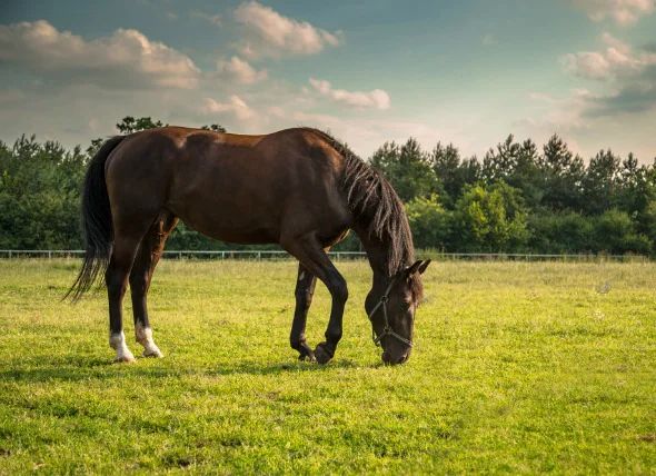 Bordures de chevaux