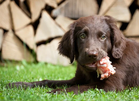 Botulisme chez le chien