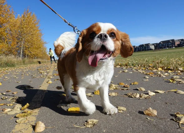 Caillot sanguin dans les poumons chez le chien