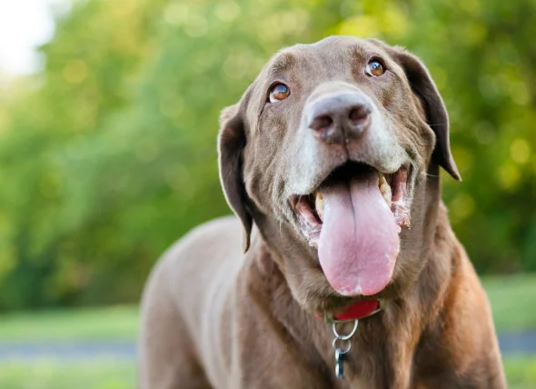 Cancer de la bouche (amélobastome) chez le chien