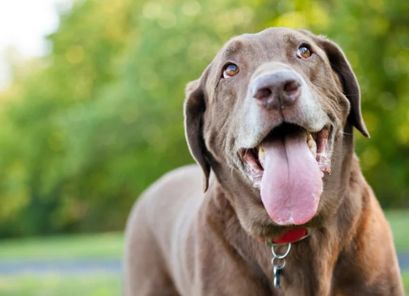 Cancer de la bouche du chien : Symptômes, traitement et espérance de vie