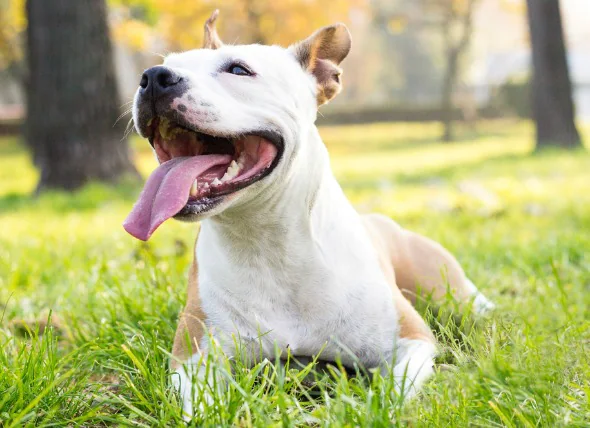 Cancer de la gorge (chondrosarcome) chez le chien