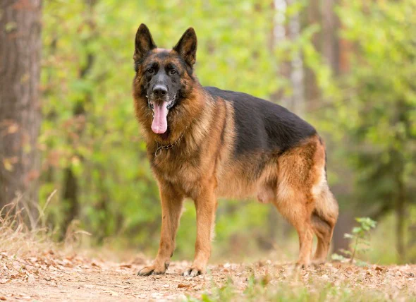 Cancer de la moelle osseuse (myélome) chez le chien