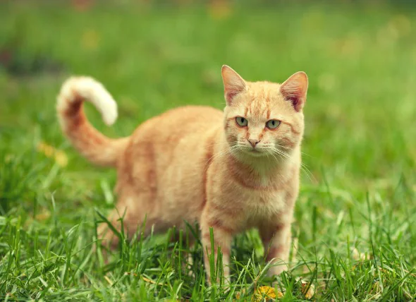 Cancer de la peau (carcinome épidermoïde) chez le chat