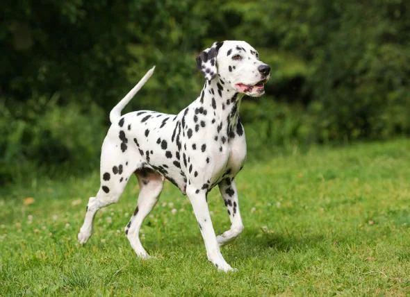 Cancer de la peau (carcinome épidermoïde) chez le chien