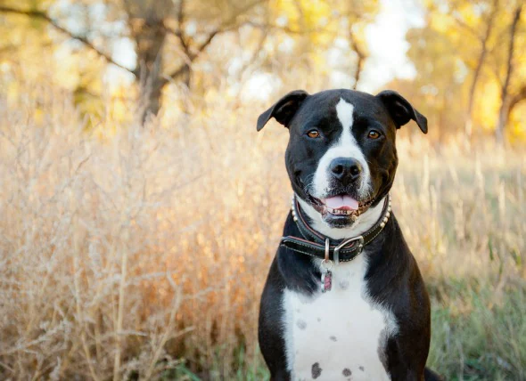 Cancer de la peau (hémangiosarcome) chez le chien