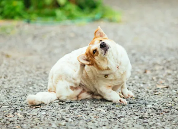 Cancer de la peau (lymphome épidermotrope) chez le chien