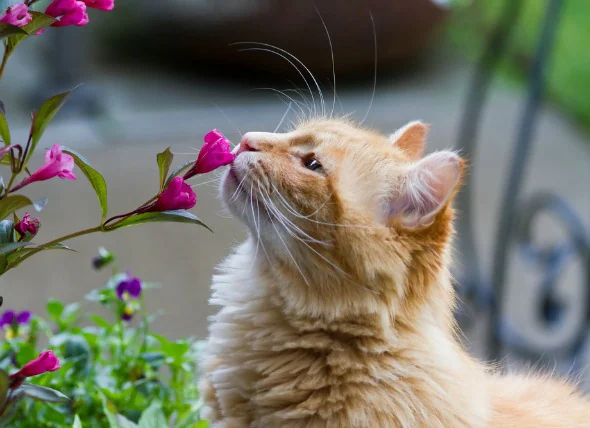 Cancer de la peau (tumeur basocellulaire) chez le chat