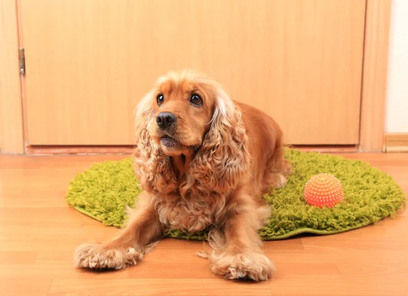 Cancer de la peau (tumeur basocellulaire) chez le chien