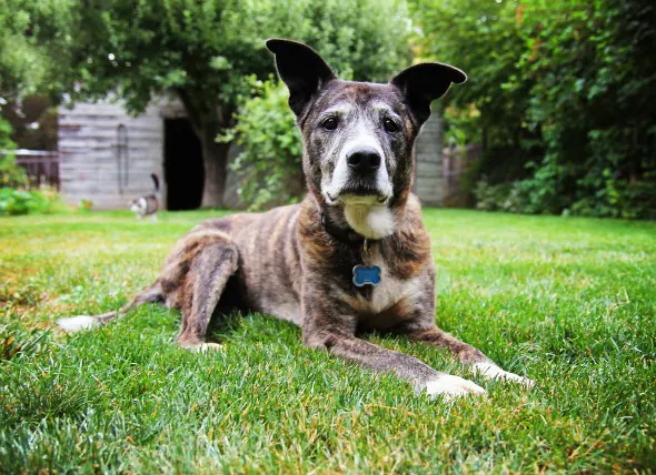 Cancer de la prostate (adénocarcinome) chez le chien