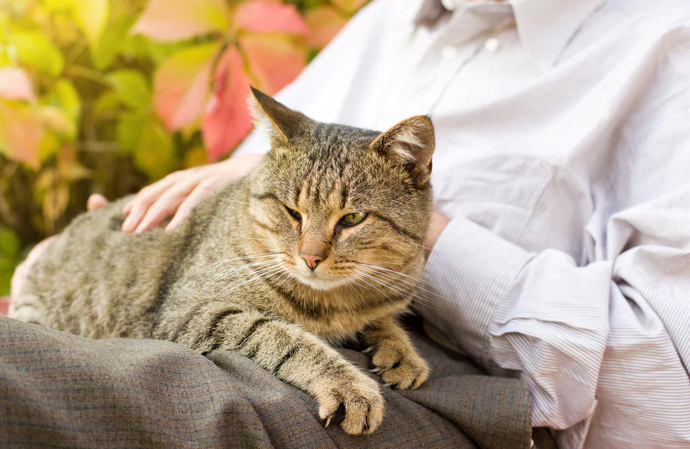 Cancer de l’estomac et de l’intestin (léiomyosarcome) chez le chat