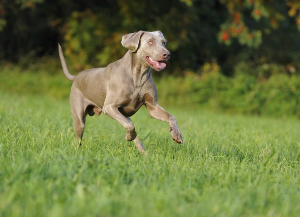 Cancer de l’intestin (adénocarcinome) chez le chien