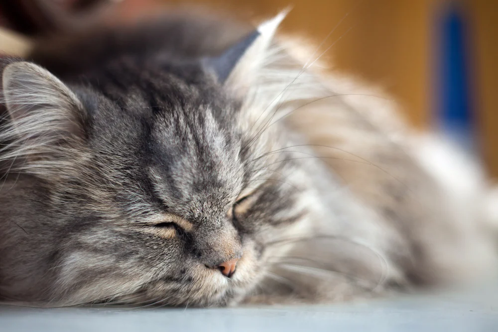 Cancer de l’oreille (adénocarcinome) chez le chat