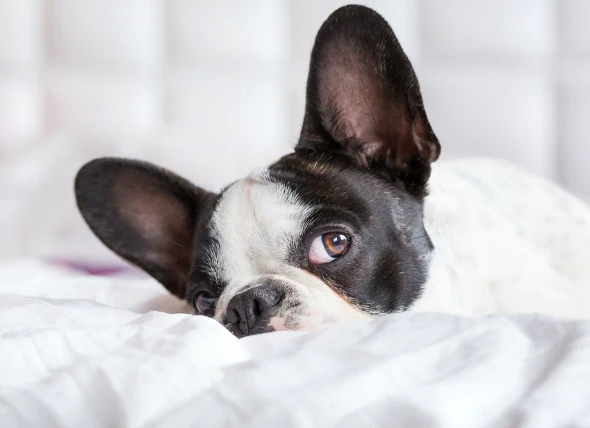 Cancer de l’oreille chez le chien