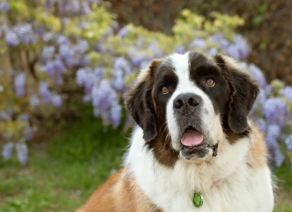 Cancer des cellules des vaisseaux sanguins chez le chien