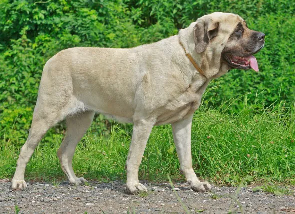 Cancer des os (chondrosarcome) chez le chien