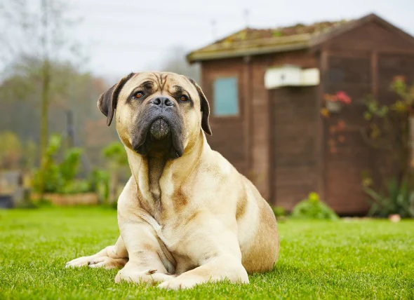 Cancer des os (ostéosarcome) chez le chien