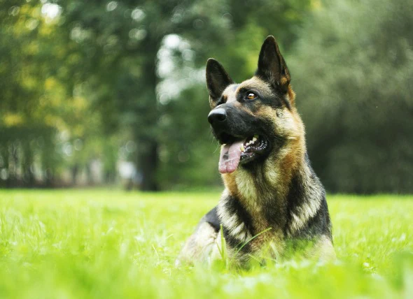 Cancer du cœur (hémagiosarcome) chez le chien