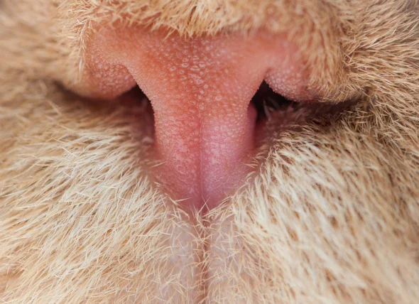 Cancer du coussinet nasal (carcinome épidermoïde) chez le chat