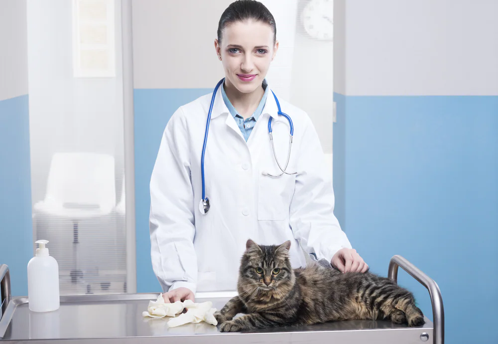 Cancer du foie (carcinome hépatocellulaire) chez le chat