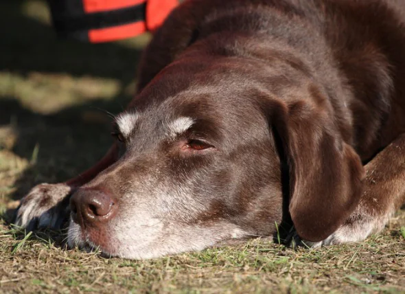 Cancer du foie chez le chien : symptômes, traitement et espérance de vie