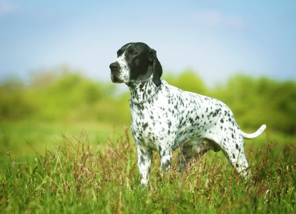 Cancer du foie et de la rate (hémangiosarcome) chez le chien